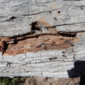 Papyrius nitidus at Cook, ACT - suppressed