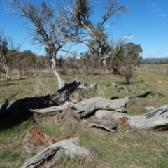 Papyrius nitidus at Cook, ACT - suppressed