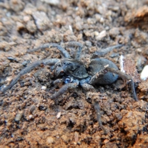 Lycosidae (family) at Cook, ACT - 16 Sep 2018