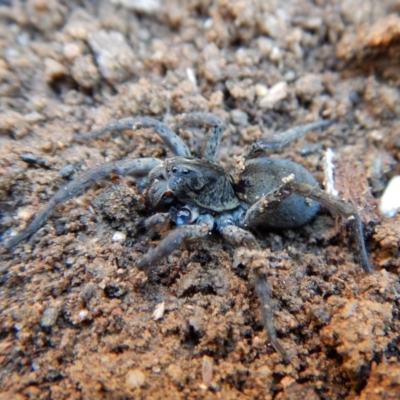 Lycosidae (family) (Wolf spider) at Cook, ACT - 16 Sep 2018 by CathB