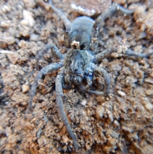 Lycosidae (family) at Cook, ACT - 16 Sep 2018 02:55 PM