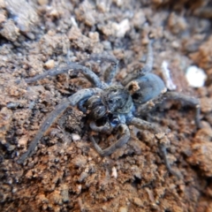 Lycosidae (family) at Cook, ACT - 16 Sep 2018