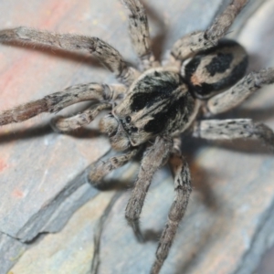 Venatrix sp. (genus) at Belconnen, ACT - 11 Sep 2018