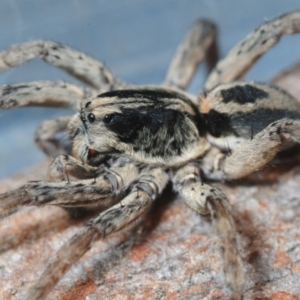 Venatrix sp. (genus) at Belconnen, ACT - 11 Sep 2018 08:06 PM