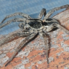 Venatrix sp. (genus) at Belconnen, ACT - 11 Sep 2018 08:06 PM