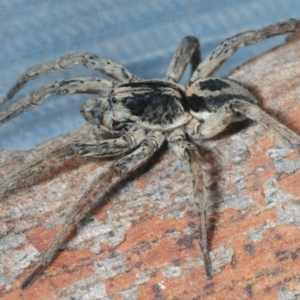 Venatrix sp. (genus) at Belconnen, ACT - 11 Sep 2018