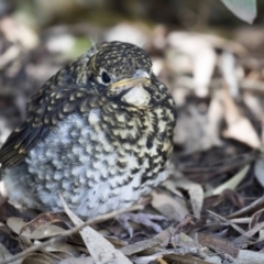 Zoothera lunulata (Bassian Thrush) at ANBG - 17 Sep 2018 by AlisonMilton