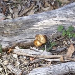 Lentinus arcularius (Fringed Polypore) at Mount Ainslie - 17 Sep 2018 by jb2602