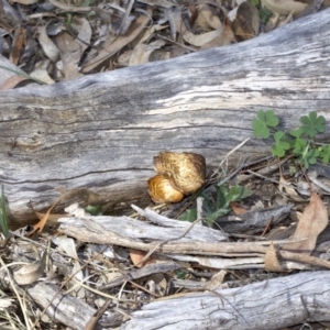 Lentinus arcularius at Ainslie, ACT - 17 Sep 2018