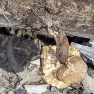 Lentinus arcularius at Ainslie, ACT - 17 Sep 2018