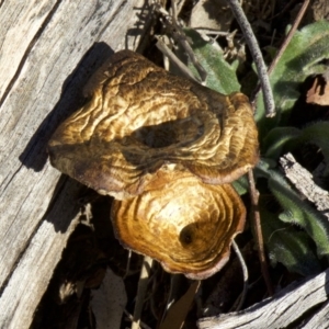 Lentinus arcularius at Ainslie, ACT - 17 Sep 2018