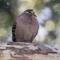 Phaps chalcoptera (Common Bronzewing) at Acton, ACT - 16 Sep 2018 by Alison Milton