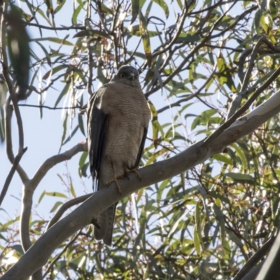 Tachyspiza cirrocephala (Collared Sparrowhawk) at Acton, ACT - 17 Sep 2018 by AlisonMilton