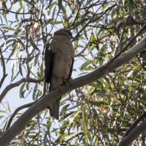 Tachyspiza cirrocephala at Acton, ACT - 17 Sep 2018