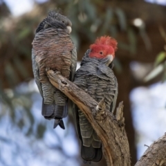 Callocephalon fimbriatum (Gang-gang Cockatoo) at ANBG - 17 Sep 2018 by AlisonMilton