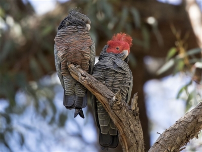 Callocephalon fimbriatum (Gang-gang Cockatoo) at Acton, ACT - 17 Sep 2018 by AlisonMilton