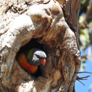 Trichoglossus moluccanus at Kambah, ACT - 16 Sep 2018 09:35 AM