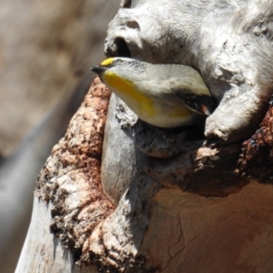 Pardalotus striatus at Kambah, ACT - 16 Sep 2018