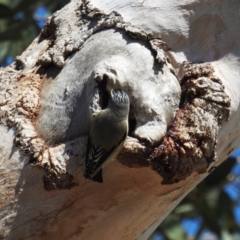 Pardalotus striatus at Kambah, ACT - 16 Sep 2018