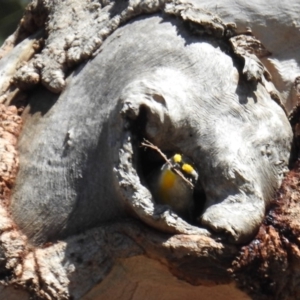 Pardalotus striatus at Kambah, ACT - 16 Sep 2018