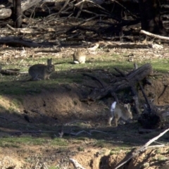 Oryctolagus cuniculus (European Rabbit) at Mount Ainslie - 17 Sep 2018 by jbromilow50