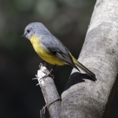 Eopsaltria australis (Eastern Yellow Robin) at ANBG - 17 Sep 2018 by Alison Milton