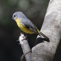 Eopsaltria australis (Eastern Yellow Robin) at Acton, ACT - 17 Sep 2018 by Alison Milton