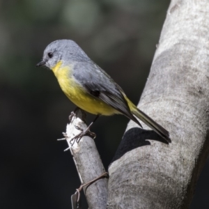 Eopsaltria australis at Acton, ACT - 17 Sep 2018 12:14 PM