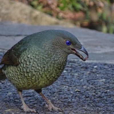 Ptilonorhynchus violaceus (Satin Bowerbird) at ANBG - 16 Sep 2018 by roymcd