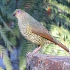 Ptilonorhynchus violaceus at Acton, ACT - 16 Sep 2018