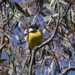 Pachycephala pectoralis (Golden Whistler) at Acton, ACT - 17 Sep 2018 by AlisonMilton