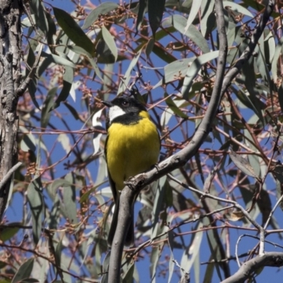 Pachycephala pectoralis (Golden Whistler) at Acton, ACT - 17 Sep 2018 by Alison Milton