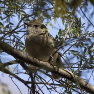 Pachycephala pectoralis at Acton, ACT - 17 Sep 2018