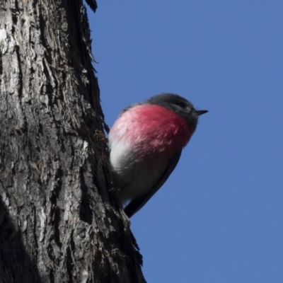 Petroica rosea (Rose Robin) at Hackett, ACT - 17 Sep 2018 by Alison Milton