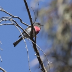 Petroica rosea at Hackett, ACT - 17 Sep 2018 11:18 AM