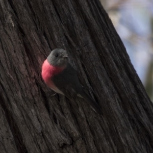 Petroica rosea at Hackett, ACT - 17 Sep 2018