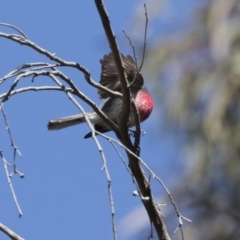 Petroica rosea at Hackett, ACT - 17 Sep 2018