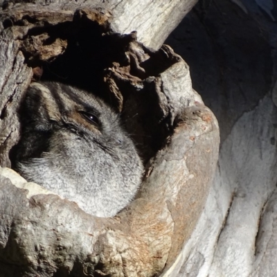 Aegotheles cristatus (Australian Owlet-nightjar) at ANBG - 16 Sep 2018 by roymcd