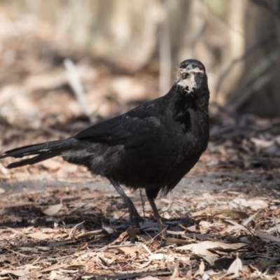 Corcorax melanorhamphos (White-winged Chough) at ANBG - 17 Sep 2018 by AlisonMilton