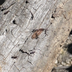 Acrodipsas myrmecophila (Small Ant-blue Butterfly) at Symonston, ACT by Mike