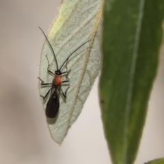 Braconidae (family) (Unidentified braconid wasp) at Hackett, ACT - 17 Sep 2018 by AlisonMilton