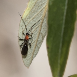 Braconidae (family) at Hackett, ACT - 17 Sep 2018 11:28 AM