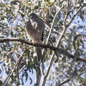 Tachyspiza cirrocephala at Hackett, ACT - 17 Sep 2018