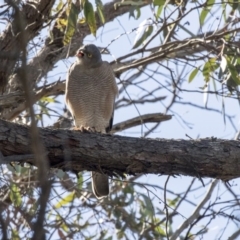 Tachyspiza cirrocephala at Hackett, ACT - 17 Sep 2018