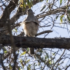 Tachyspiza cirrocephala at Hackett, ACT - 17 Sep 2018