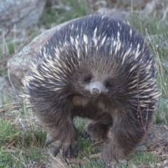 Tachyglossus aculeatus (Short-beaked Echidna) at Jerrabomberra, ACT - 17 Sep 2018 by roymcd