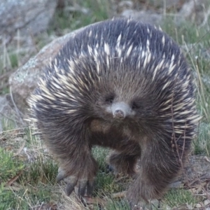 Tachyglossus aculeatus at Isaacs Ridge - 17 Sep 2018