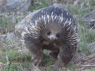 Tachyglossus aculeatus (Short-beaked Echidna) at Isaacs Ridge - 17 Sep 2018 by roymcd