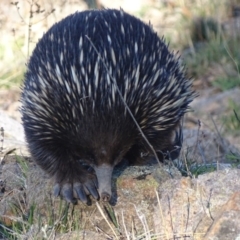 Tachyglossus aculeatus at Isaacs Ridge - 17 Sep 2018