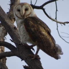Tyto alba (Barn Owl) at Jerrabomberra Wetlands - 15 Sep 2018 by roymcd